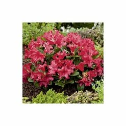 5X Rhododendron Hedging 20-50cm 'Scarlet Wonder' - 9cm Pot