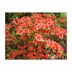5X Rhododendron Hedging 20-50cm 'Evergreen Azalea' (Orange-red, Pink, White) - 9cm Pot