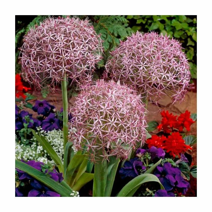 Allium christophii | 10.5cm Pot - Image 2