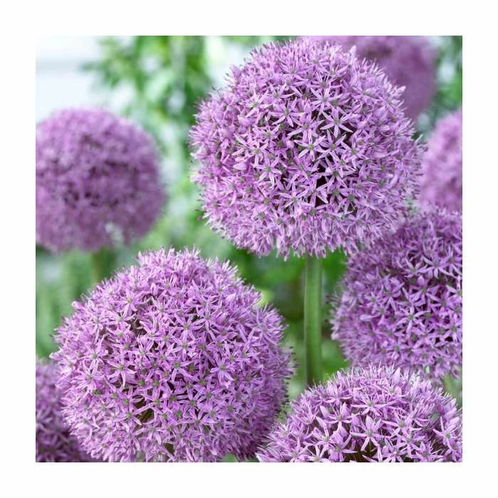 Allium Gladiator | 13cm Pot