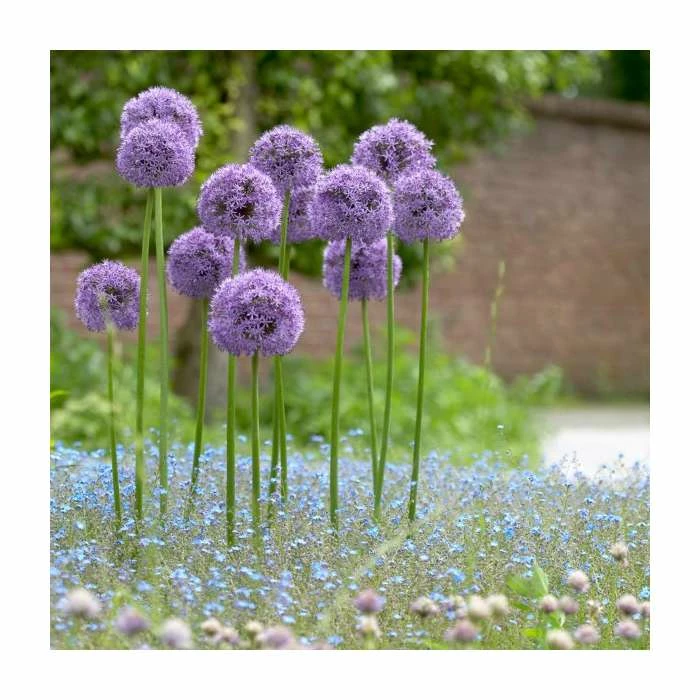 Allium Gladiator | 13cm Pot - Image 2