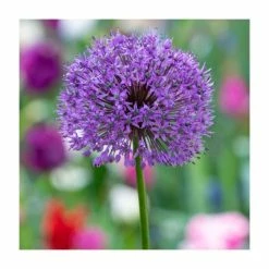 Allium 'Purple Sensation' | 13cm Pot