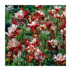 Aquilegia caerulea 'Crimson Star' | 2L Pot