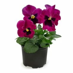 Pansy 'Pink Blotch Shades' | 10.5cm Pot
