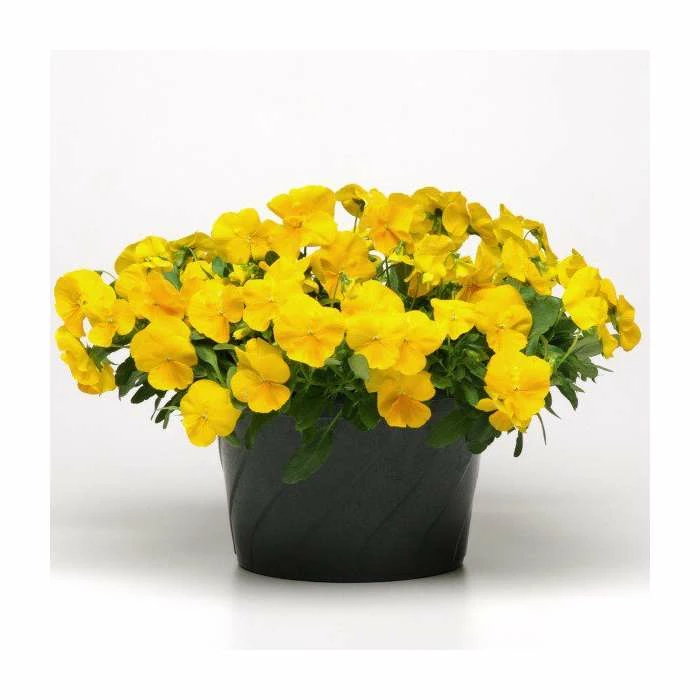 Pansy 'Golden Yellow' | 10.5cm Pot | Pansy Cool Wave®