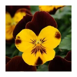 Pansy 'Red Wing' | 10.5cm Pot | Pansy Cool Wave®