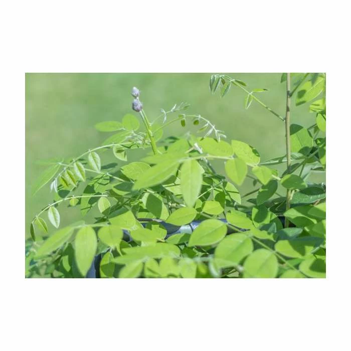 4ft Wisteria Trellis | 18L Trough | Wisteria Floribunda 'Black Dragon' - Image 2