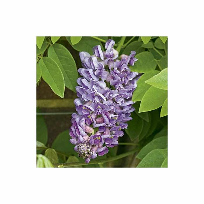 4ft Wisteria Trellis | 18L Trough | Wisteria Floribunda 'Black Dragon' - Image 3