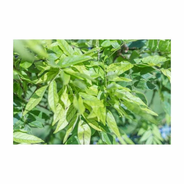 4ft Wisteria Trellis | 18L Trough | Wisteria brachybotrys 'Shiro|Kapitan' - Image 2