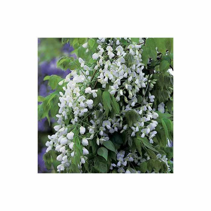 4ft Wisteria Trellis | 18L Trough | Wisteria brachybotrys 'Shiro|Kapitan' - Image 3