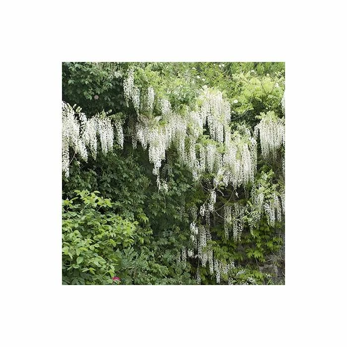 4ft Wisteria Trellis | 18L Trough | Wisteria brachybotrys 'Shiro|Kapitan' - Image 4