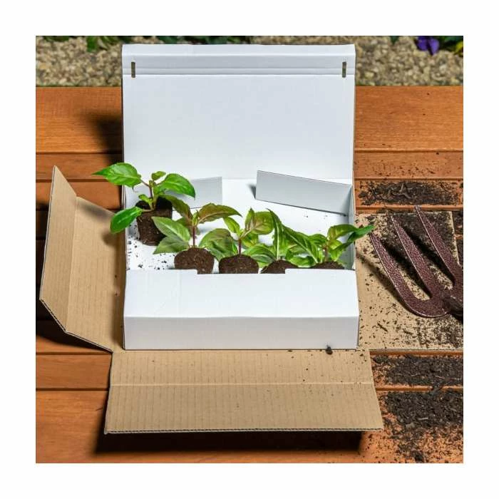 Osteospermum '3D Purple' | Pack of 5 Plug Plants - Image 2