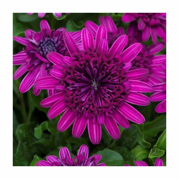 Osteospermum '3D Purple' | Pack of 5 Plug Plants