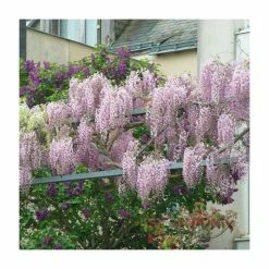 2-3ft Wisteria floribunda 'Rosea' | 3L Pot