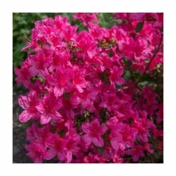 15cm Pink Evergreen Azalea | Rhododendron| 9cm Pot