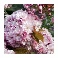 Prunus 'Pink Perfection' | Cherry Blossom Tree
