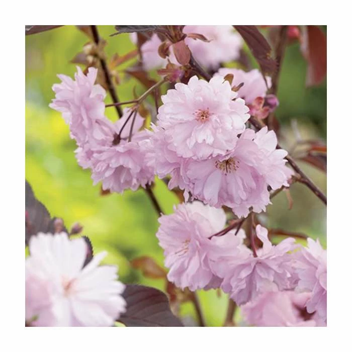 Prunus serrulata 'Royal Burgundy' | Cherry Blossom Tree - Image 2