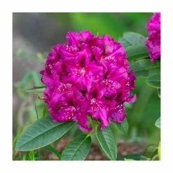 Rhododendron 'Polarnight' | 7.5L Pot