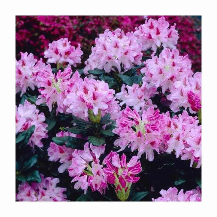 2ft Evergreen Rhododendron 'Cosmopolitan' | 7.5L Pot - Image 2