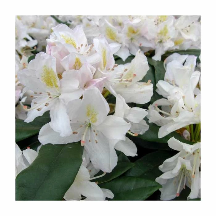 2ft Rhododendron 'Madame Masson' | 7.5L Pot