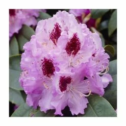 2ft Rhododendron 'Peter Alan' | 7.5L Pot