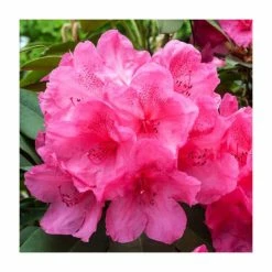 Evergreen Azalea 'Anne Frank'| 3L Pot