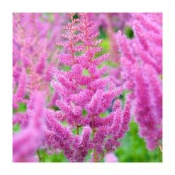 Astilbe x arendsii 'Razzle Dazzle' | 3L Pot