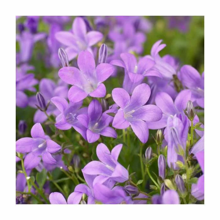 Campanula portenschlagiana 'Sago' | 3L Pot