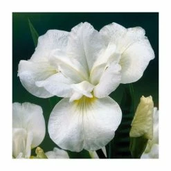 Iris sibirica 'Not Quite White' | Siberian Iris | 3L Pot