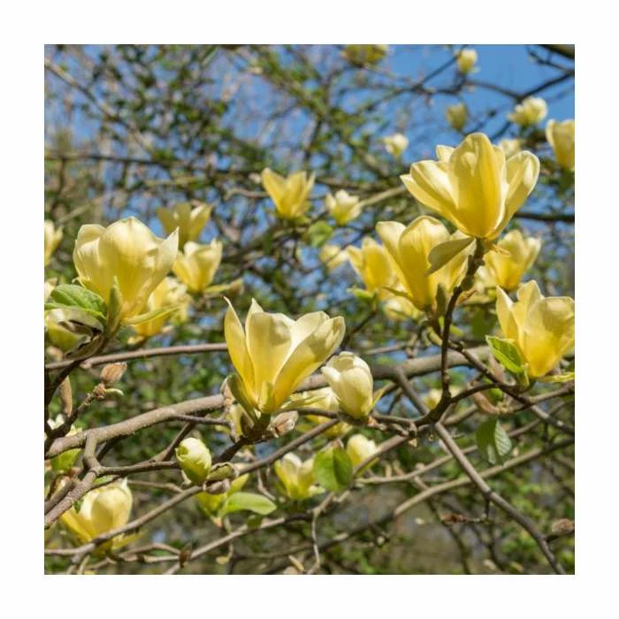 Magnolia 'Yellow Bird' | 7L Pot | 100-120cm Half Standard