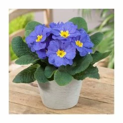 Primrose 'Candy Sky Blue' | 10.5cm Pot