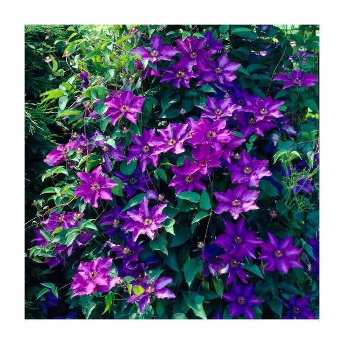 50-90cm Clematis 'The President' | 3L Pot