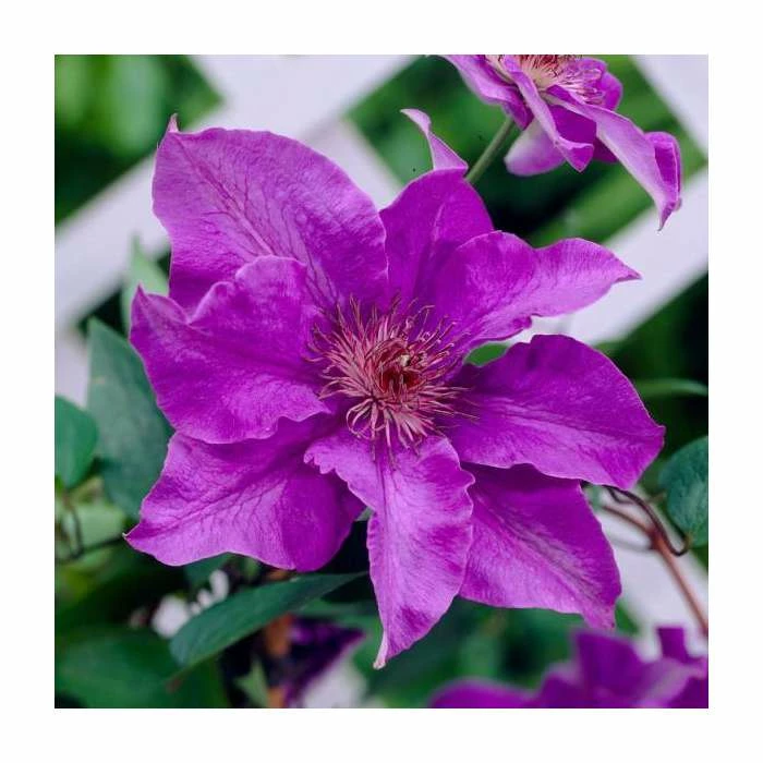 50-90cm Clematis 'The President' | 3L Pot - Image 2