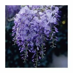 50-90cm Wisteria Sinensis 'Prolific' | 3L Pot