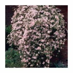 50-90cm Clematis Montana 'Vera' | 3L Pot