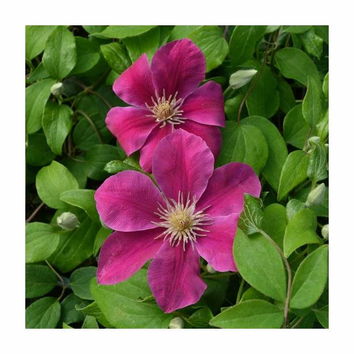 Clematis 'Acropolis' | Raymond Evison | 3L Pot