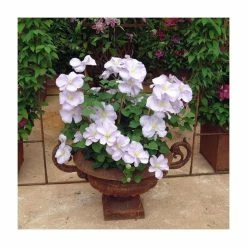 50-90cm Clematis 'Chelsea' | Raymond Evison | 3L Pot