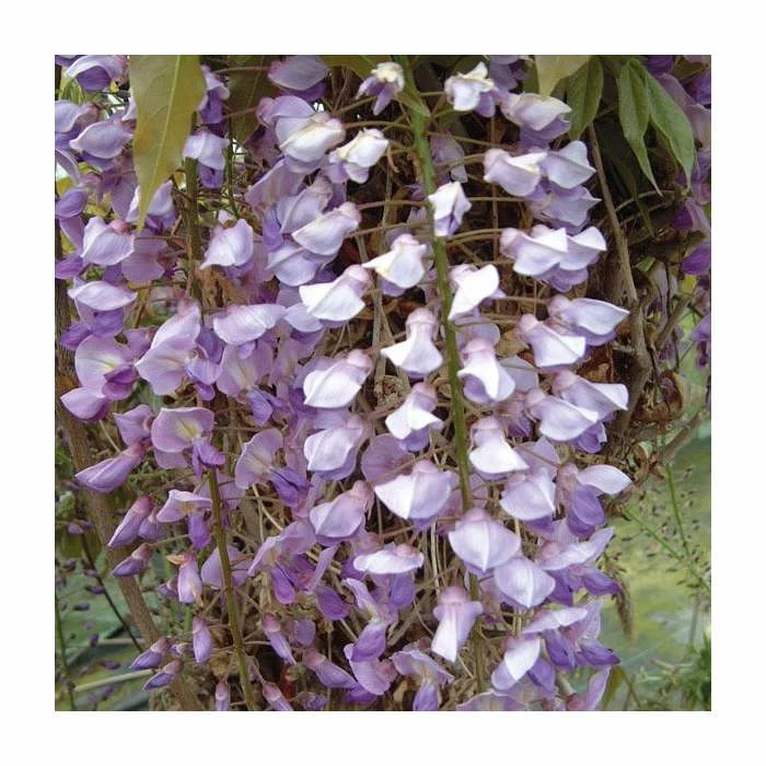 Wisteria floribunda 'Harlequin' | 3L Pot