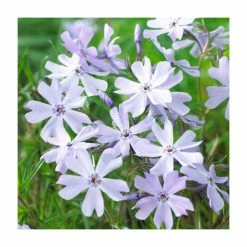 Phlox subulata Fabulous 'Blue Dark Center' | 10.5cm Pot