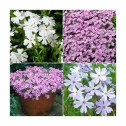 Phlox subulata Fabulous Collection | 3 x 10.5cm Pots