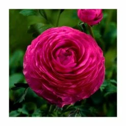 Ranunculus asiaticus Vortex 'F1 Hot Pink' | 10.5cm Pot