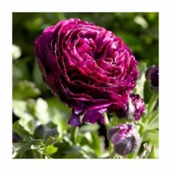 Ranunculus asiaticus Vortex 'F1 Violet' | 10.5cm Pot