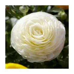 Ranunculus asiaticus Vortex 'F1 White' | 10.5cm Pot