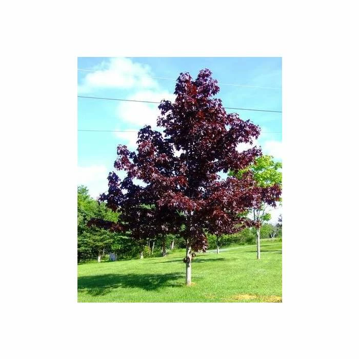 Acer platanoides 'Crimson King' | Purple Norway Maple Tree | 12L Pot | 150-180cm | By Frank P Matthews - Image 3