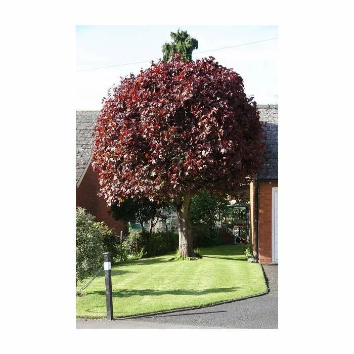 Acer platanoides 'Crimson King' | Purple Norway Maple Tree | 12L Pot | 150-180cm | By Frank P Matthews - Image 5