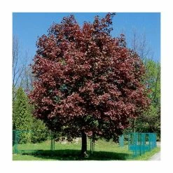 Acer platanoides 'Crimson King' | Purple Norway Maple Tree | 12L Pot | 150-180cm | By Frank P Matthews
