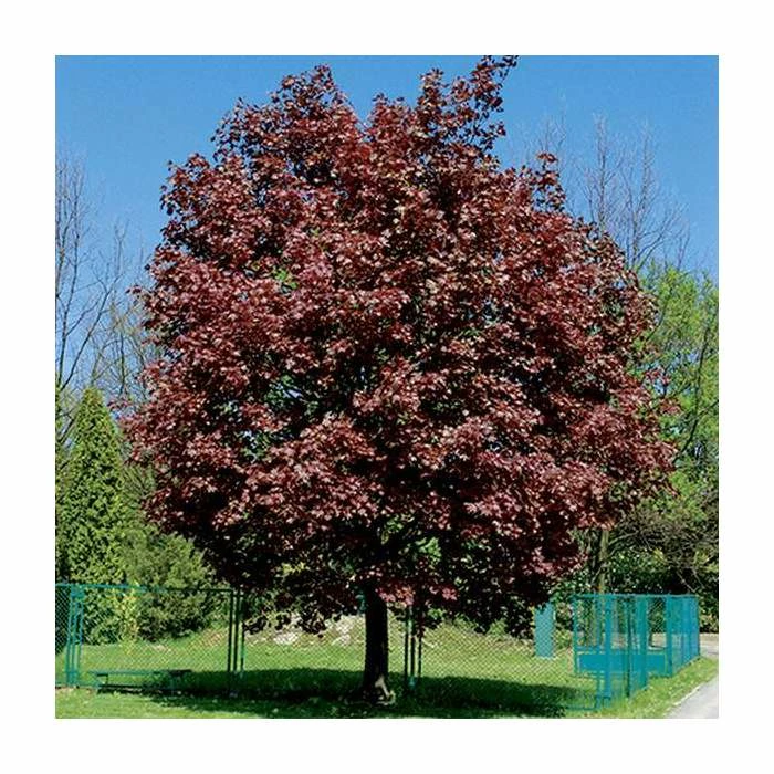 Acer platanoides 'Crimson King' | Purple Norway Maple Tree | 12L Pot | 150-180cm | By Frank P Matthews