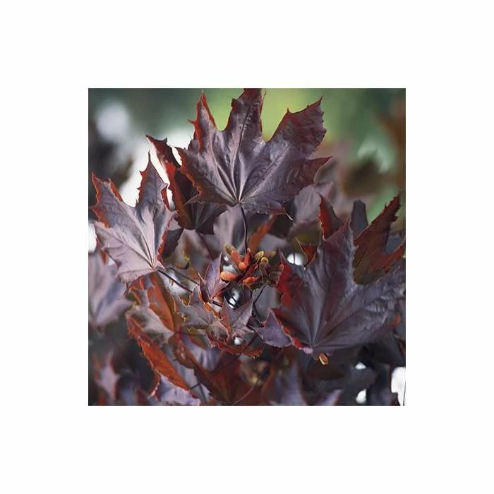 Acer platanoides 'Crimson King' | Purple Norway Maple Tree | 12L Pot | 150-180cm | By Frank P Matthews - Image 2