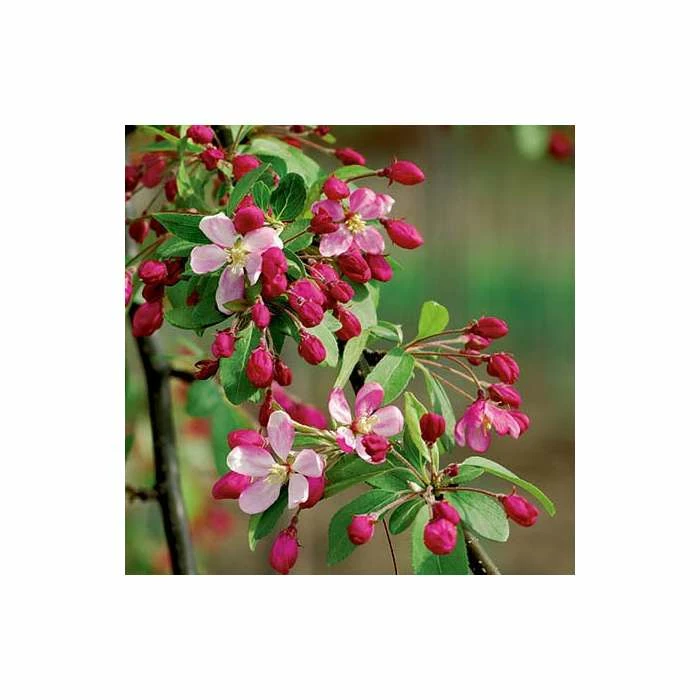 Malus floribunda | Crabapple Tree - Image 4