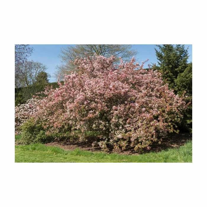 Malus floribunda | Crabapple Tree - Image 7